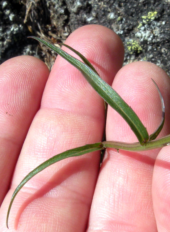 Phyteuma scheuchzeri / Raponzolo di Scheuchzer